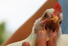 09.30.08 
Chicken's have tongues

So I was holding Angle the Chicken today and thought to myself...  
Do chickens have tongues? 
and with that thought I grabbed her mouth for a look. This is what I saw ~
A tongue !!!  (I learn something new everyday)
after seeing this... 
I said to Angel ~
What a great photo for my "SOTD". 
But, It was not possible to take a photo while holding her mouth open so I asked my almost 6 year old daughter to take the photo~  
And so she did~  Here it is!!! 
I think she got a good shot~ I guess I have a mini me in training~